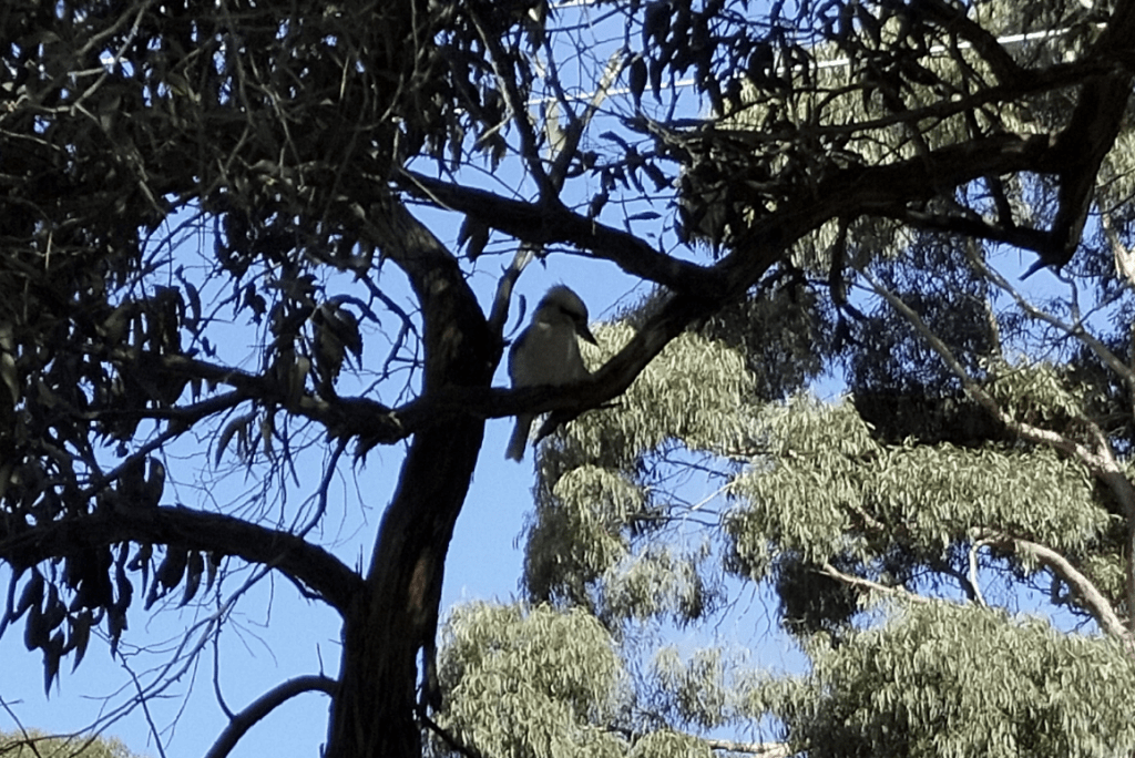Kookaburra in a gum tree
